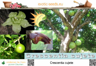 Crescentia cujete, Kalebassenbaum, 20 Samen